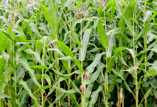 Beplanting corn met hoge planten — Stockfoto