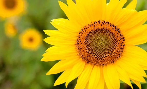 Schöne Sonnenblumen Nahaufnahme — Stockfoto