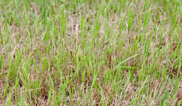 Groen gras — Stockfoto