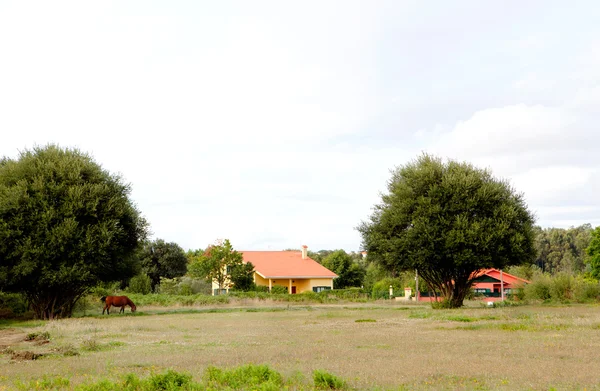 Country landscape with a horse and houses — Stock Photo, Image