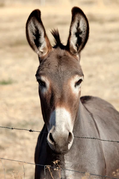 Funny donkey looking at camera