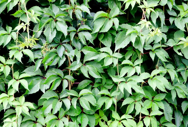 Groene plant voor wallpaper — Stockfoto