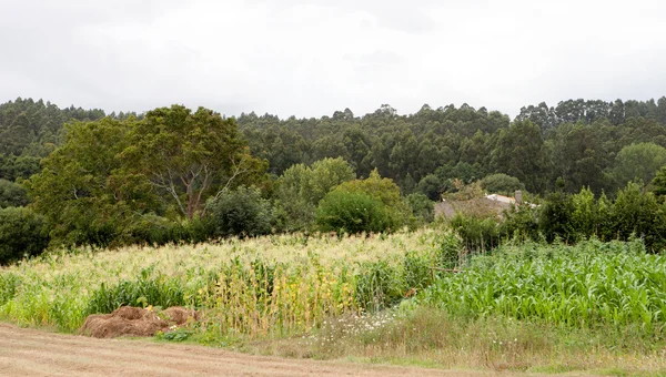 Nice forest in Galicia. — Stock Photo, Image