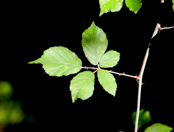 Solgröna blad — Stockfoto