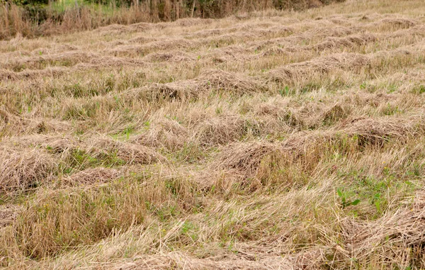 Pays faire bouillir la coupe sèche — Photo