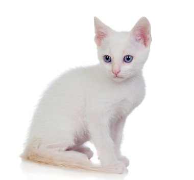 Mavi gözlü küçük beyaz kedi