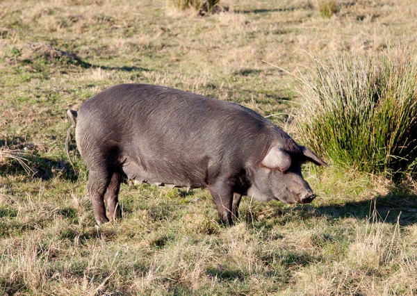 Cerdo ibérico en el campo de España . —  Fotos de Stock