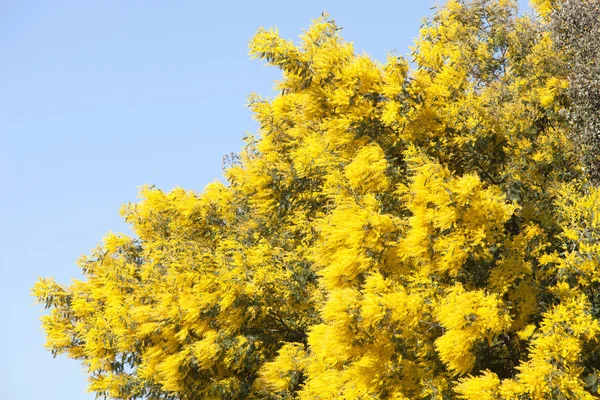 Mimosa floresceu em março — Fotografia de Stock