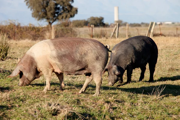 Cerdo ibérico en el campo de España . — Foto de Stock