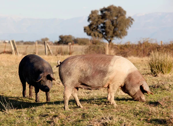 Cerdo ibérico en el campo de España . — Foto de Stock