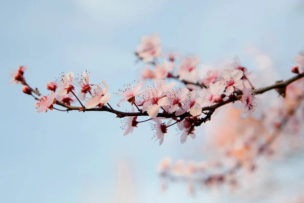 Branche de pomme pleine de fleurs — Photo