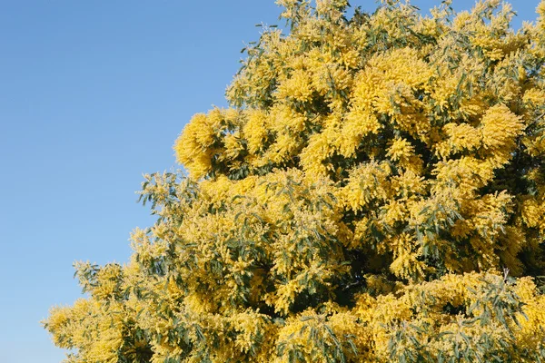 Mimosa blommade i mars — Stockfoto