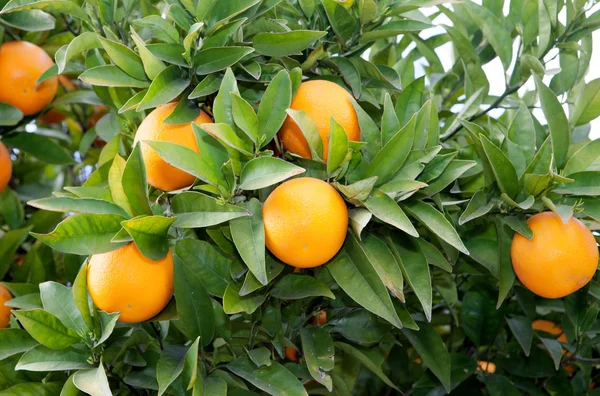 Bela árvore com muitas laranjas , — Fotografia de Stock