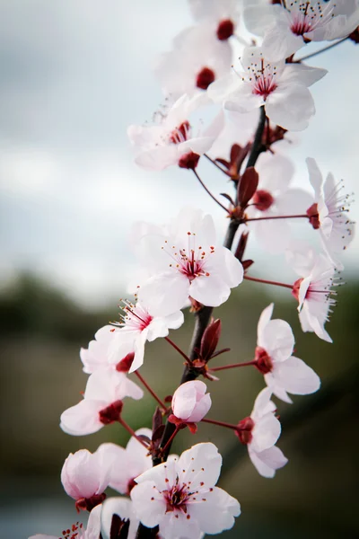 Maçã ramo cheio de flores — Fotografia de Stock