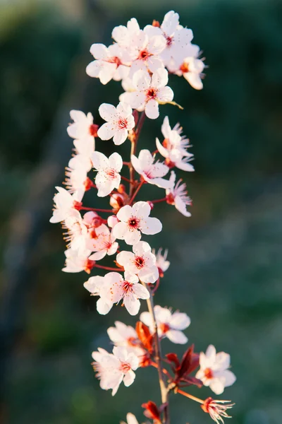 Maçã ramo cheio de flores — Fotografia de Stock