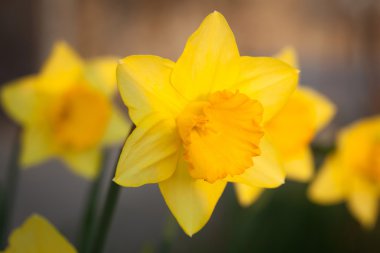 Doğada parlak sarı çiçek