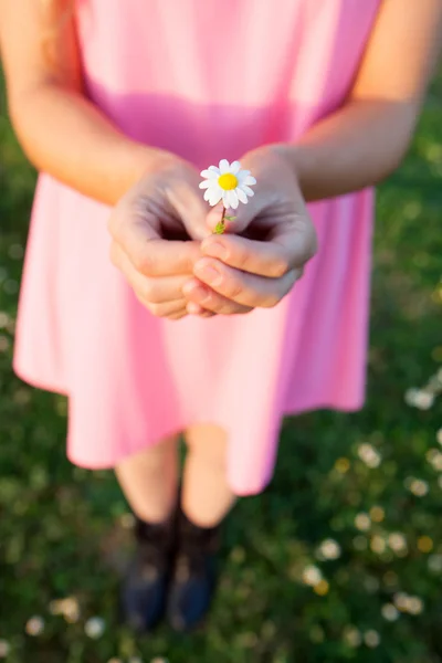 Vrouw handen met een prachtige daisy — Stockfoto