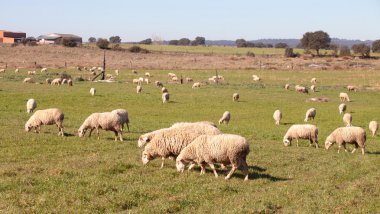 Extremadura çayırda otlayan koyunları