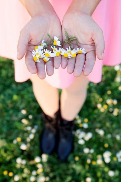 女人手里拿着雏菊 — 图库照片