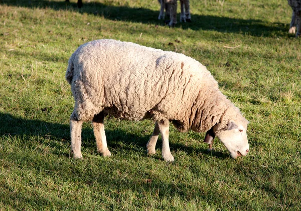 Schafe weiden auf der Weide der Extremadura — Stockfoto