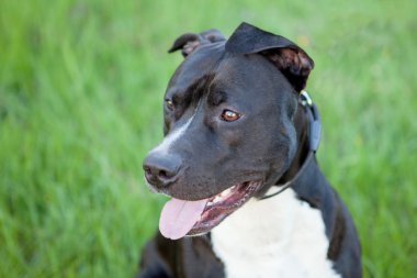 Güzel siyah kısa kıl köpek 