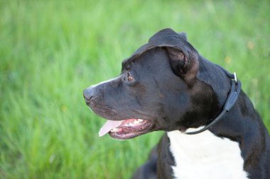 Güzel siyah kısa kıl köpek