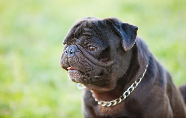 Pequeno cão preto no parque — Fotografia de Stock