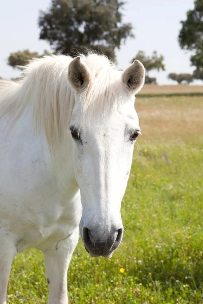牧草地の白い馬 — ストック写真