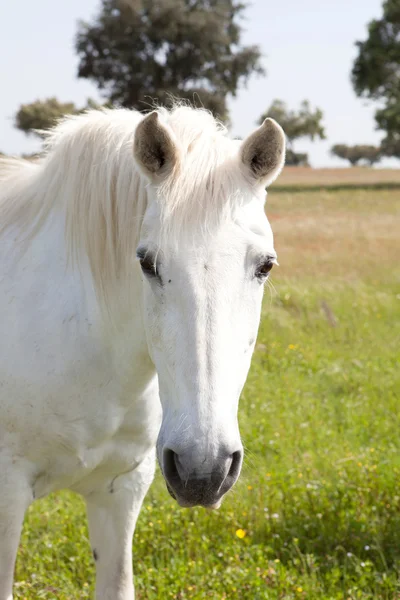 Cavallo bianco nel prato — Foto Stock