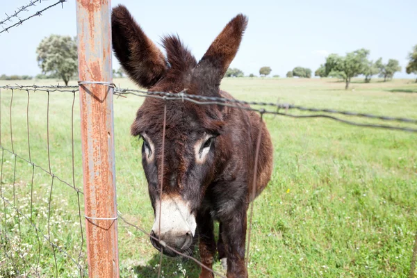 Bruin ezel in het veld — Stockfoto