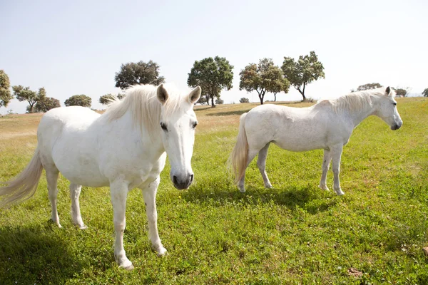 Dois cavalos brancos no prado — Fotografia de Stock