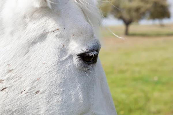 Photo des yeux d'un cheval blanc — Photo