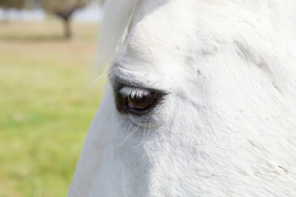 Foto de olho de um cavalo branco — Fotografia de Stock