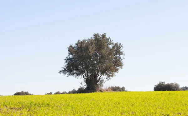 Bonito prado de primavera com gramíneas altas — Fotografia de Stock