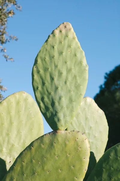 Grote vellen van een soort cactus — Stockfoto