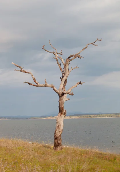 Dry tree at the foot of a lake — Stock Photo, Image