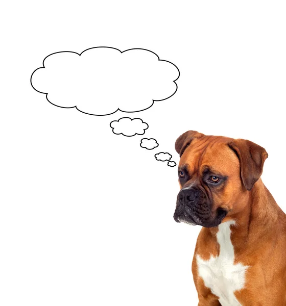 Pensive brown dog — Stockfoto