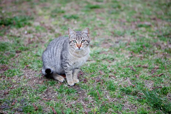 Chat gris aux yeux verts — Photo