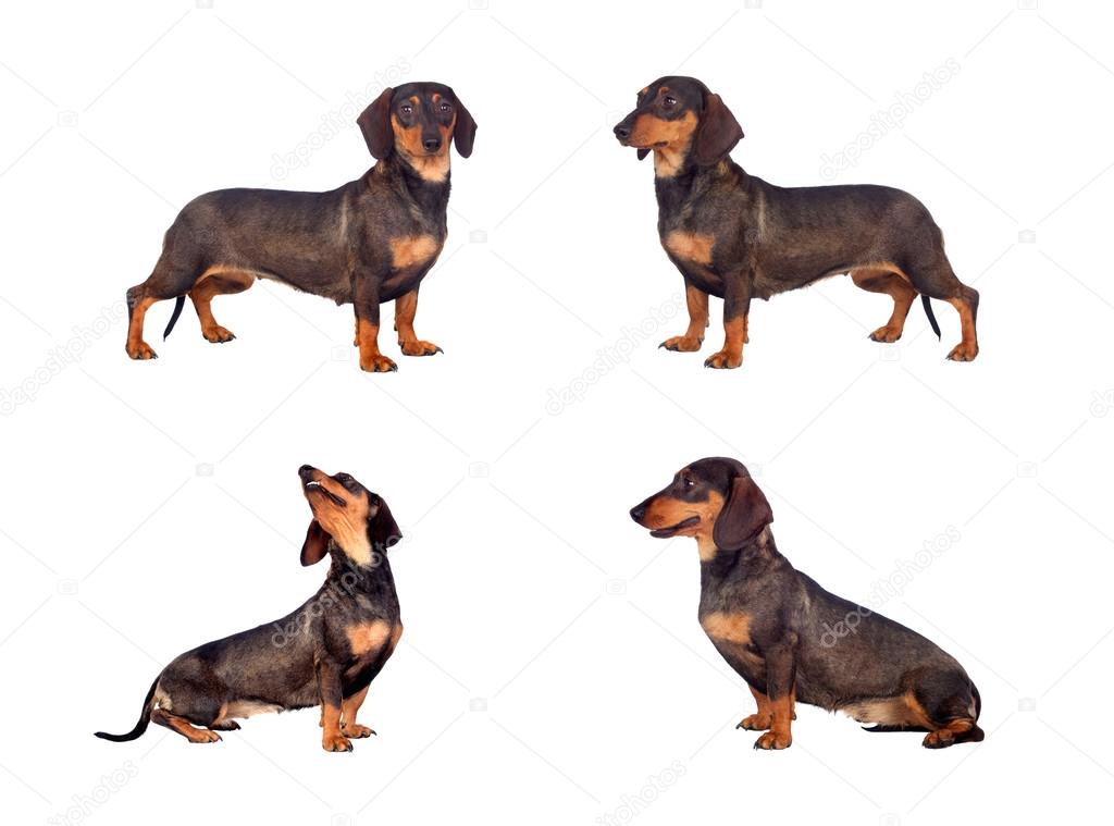 Photos sequence of dog teckel