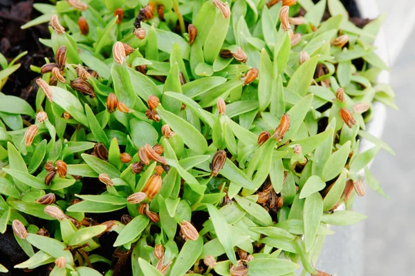 年轻的植物发芽 — 图库照片