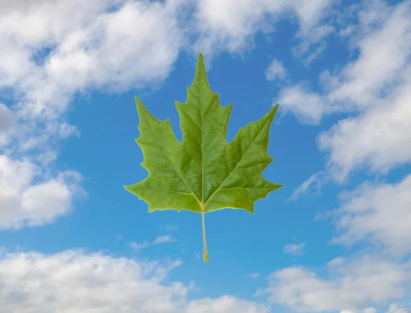 Folha verde em um céu azul — Fotografia de Stock