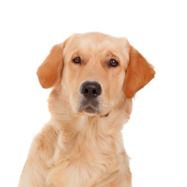 Güzel Golden Retriever köpek doğurmak