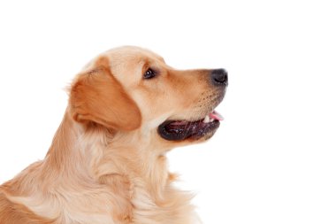 Güzel Golden Retriever köpek doğurmak
