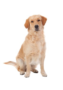 Güzel Golden Retriever köpek doğurmak