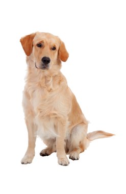 Güzel Golden Retriever köpek doğurmak