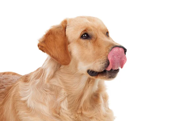 Frumoasă rasă de câini Golden Retriever — Fotografie, imagine de stoc