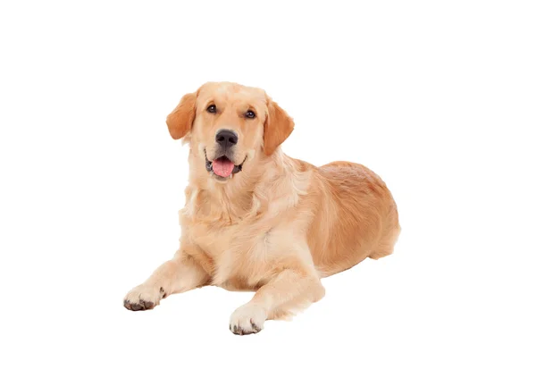 Schöne Golden Retriever Hunderasse — Stockfoto