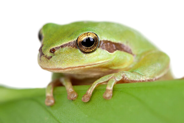 Green frog with bulging golden eyes