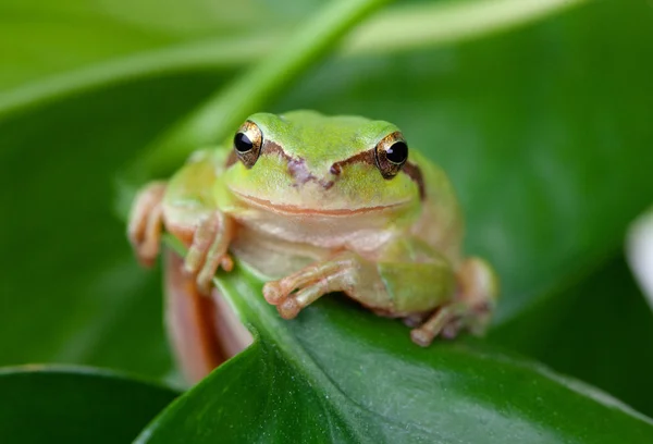 Πράσινο βάτραχο με διογκώνοντας χρυσά μάτια — Φωτογραφία Αρχείου