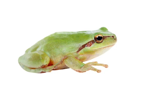 Green frog with bulging golden eyes — Stock Photo, Image